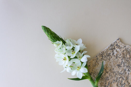 flat lay with flowers on a beige background with a natural stone