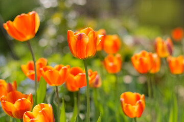 Spring yellow-red tulips on a blurred background. Beautiful floral background. Selective soft focus.