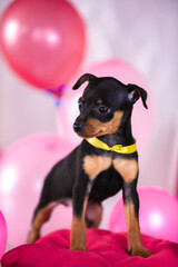 Valentine's themed miniature pinscher puppies