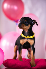 Valentine's themed miniature pinscher puppies
