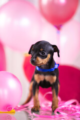 Valentine's themed miniature pinscher puppies