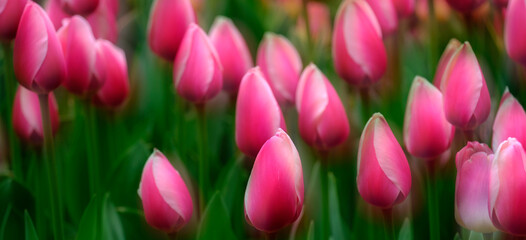Colorful Tulips at Festival Spring Beautiful Colors Delicate Flowers Soft Focus