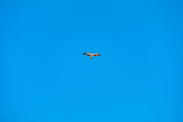 Hieraetus pennatus. Booted Eagle in flight with blue sky with clouds in the background.