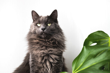 A serious gray fluffy cat sits and looks into the distance.