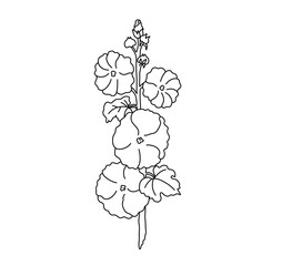 Vector isolated one single malva flowers branch  colorless black and white contour line easy drawing