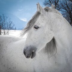 portrait of a gray (white) horse against the background of mountains