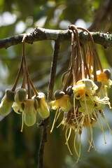 Durian flower, the king of fruit. Durian is one of the exotic fruit from East Asia. This fruit has...