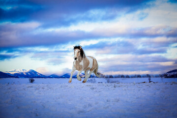 wallpaper with a piebald horse galloping in the snow against the background of mountains and a colorful sky