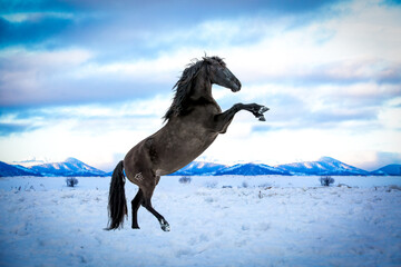 Wallpaper with a black horse performing levada in the snow, with mountains in the background
bucking horse