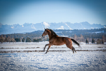 Wallpaper with a bay (brown) horse galloping in the snow with mountains in the background
