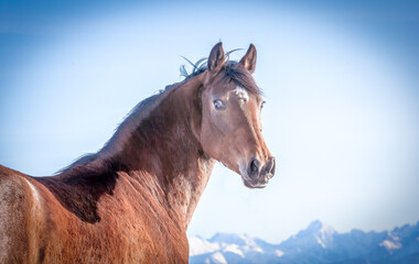 portrait of a bay (brown) horse with mountains in the background