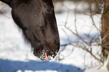 A young horse licks snow. Horse habits, behavior. Black horse head detail