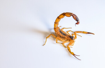 ESCORPIAO AMARELO EM FUNDO BRANCO