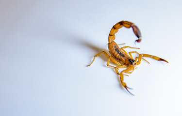 ESCORPIAO AMARELO COM FUNDO PARA TEXTO