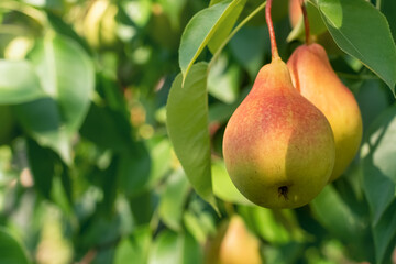 Ripe yellow red pear on a branch. Selective focus.