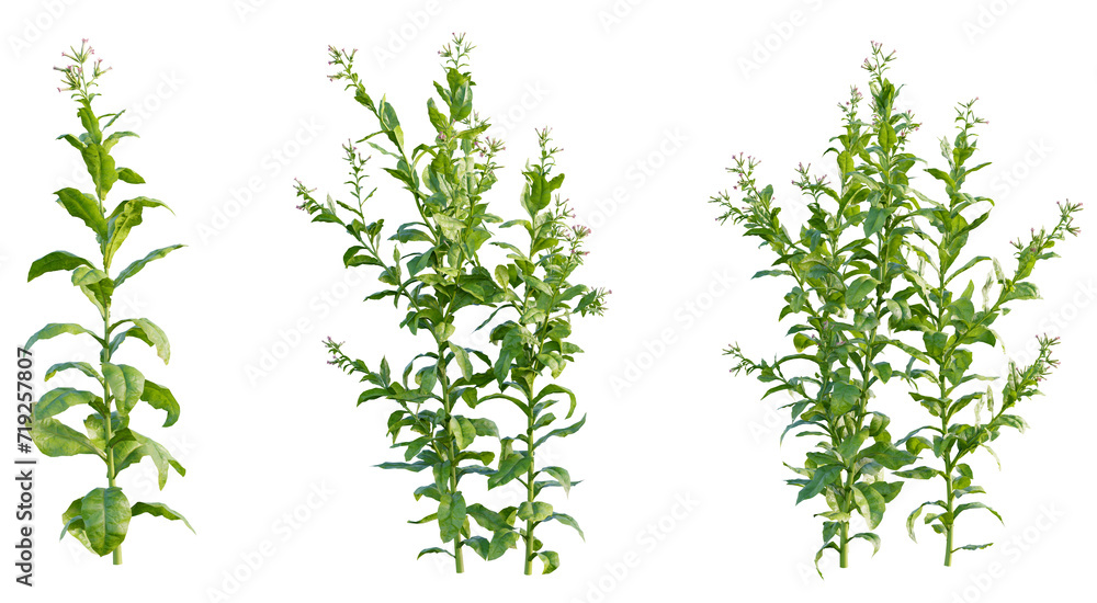 Sticker nicotiana tabacum 4k png