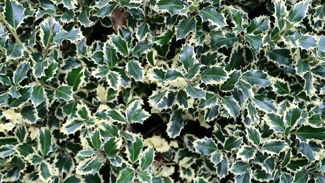 Ilex aquifolium "Argentea Marginata" in the park. Silver Queen', evergreen bush with green and white leaves
