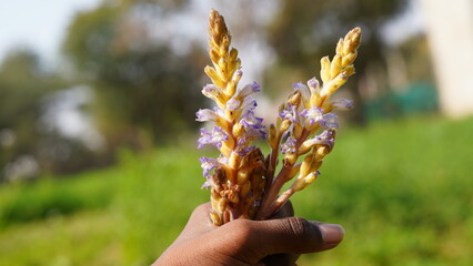 Orobanche ramosa is a species of broomrape known by the common names hemp broomrape and branched broomrape.