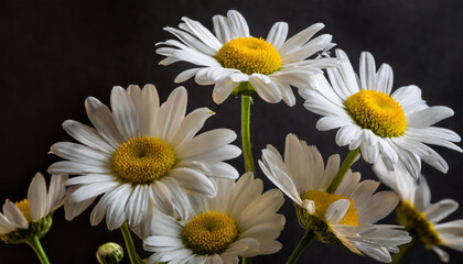 Elegant Daisies on Dark Backdrop - Floral Close-up