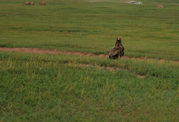 Eagle in the steppe of Mongolia