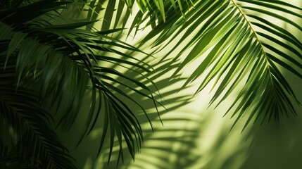 Obraz premium shadows of palm leaves on a green surface, nature light, palm wallpaper copy space