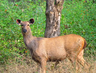Face of female sambar deer seen in Pench National Park forest