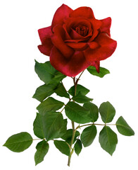 Dark red rose with green leaves isolated on transparent background