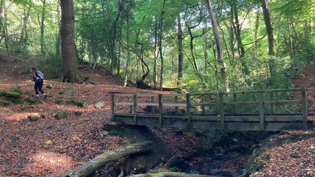Woman hiking through a beautiful and peaceful autumn woodland clearing with a small bridge over a stream - North Yorkshire, UK