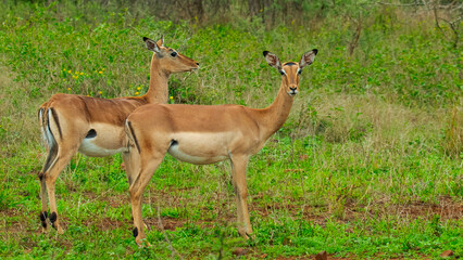 Naklejka na ściany i meble Impala ewes (Aepyceros melampus), Zimanga Private Game Reserve, Kwazulu Natal, South Africa.
