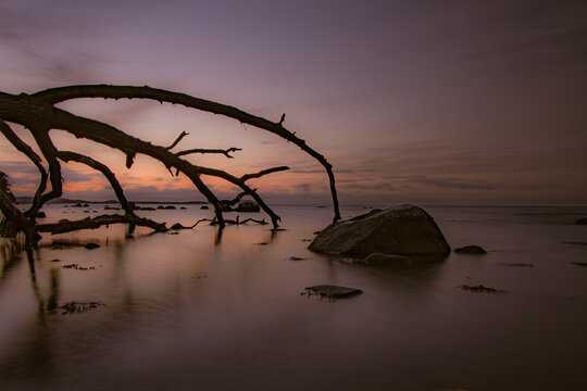 Sonnenaufgang am Bodden mit &Auml;sten und Felsen im Vordergrund 