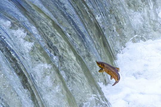 Orientierungssprung eines Lachses am Wasserfall