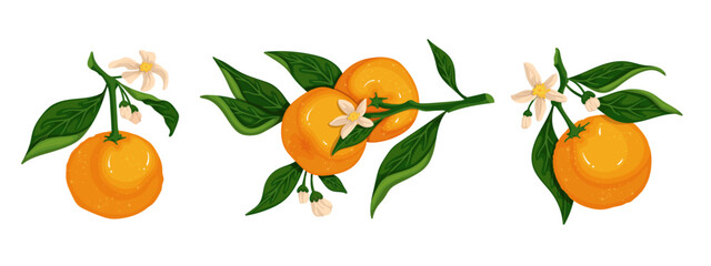 Set of blossoming orange branches with ripe citrus fruits. Vector graphics.