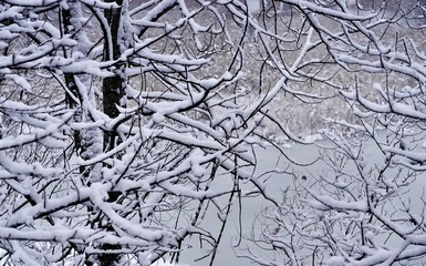 Tree branches under the fluffy snow in winter