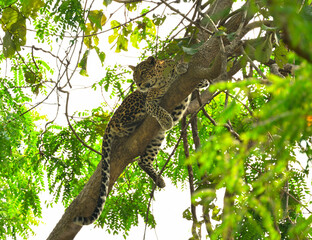 Face of leopard seen hugging to tree branch