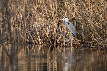 Graureiher / Reiher im Schilff an der Donau