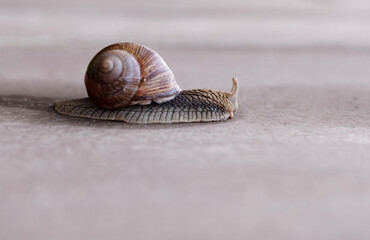 The large grape snail in close-up on a light blurred background. Helix pomatia.