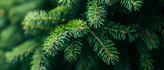 Festive Christmas Background With A Closeup Of A Vibrant Green Fir Tree Branch. Сoncept New Year's Eve Party Decorations, Romantic Candlelight Dinner, Nature-Inspired Wedding Theme