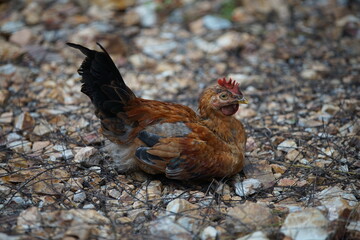 chicken