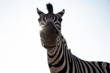 head of zebra
