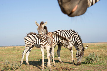 Fototapeta na wymiar babys zebra