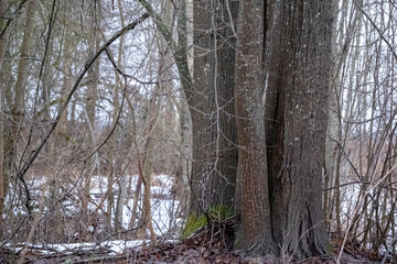 Fototapeta premium Linden tree trunks in winter forest and snow covered ground