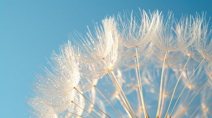 Morning Dew on Dandelion Seed Head with Sunlight