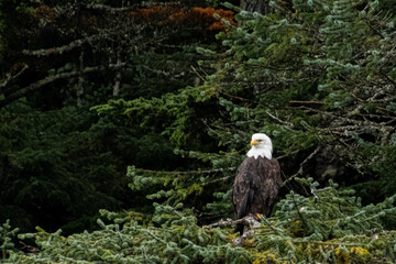 Bald Eagle in Alaska