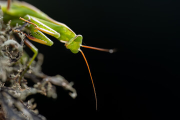 close up of an European praying Mantis, France