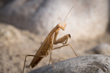 Close-up of an European praying mantis, France