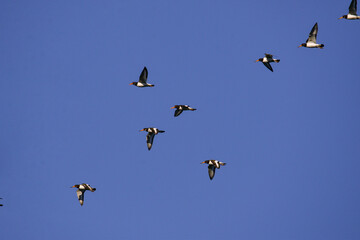 The Oystercatcher a large, stocky, black and white wading bird flying on the sky. Flock of Haematopus ostralegus 