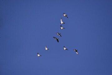 The Oystercatcher a large, stocky, black and white wading bird flying on the sky. Flock of Haematopus ostralegus 