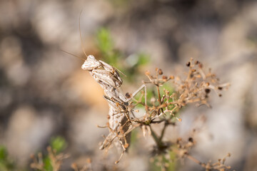 Portrait of a praying mantis, south of France
