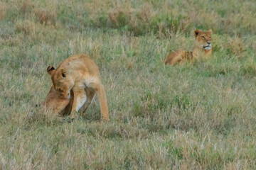 Two lionesses (Panthera leo) in savannah in Serengeti National Park, Tanzania