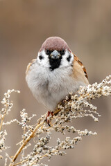 sparrow on a branch